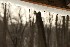 Snow Melt
