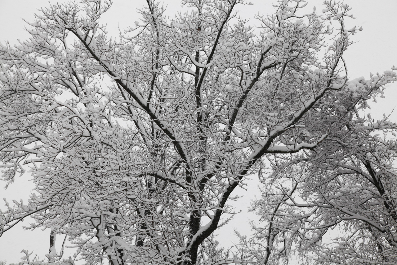 Click to Enlarge - Trees at Morgan's Run