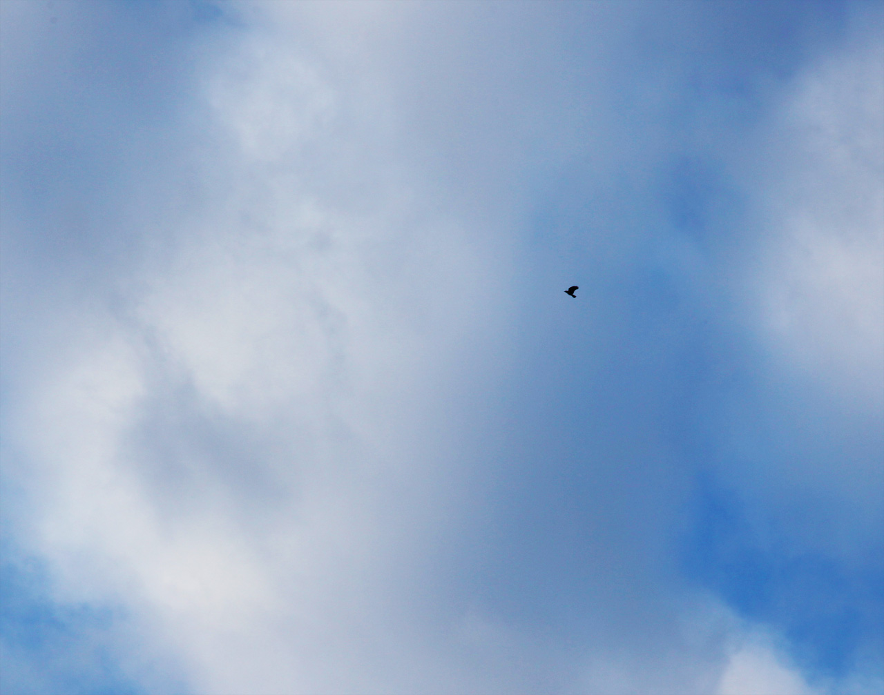 Harmony Grove Sky with Bird 2