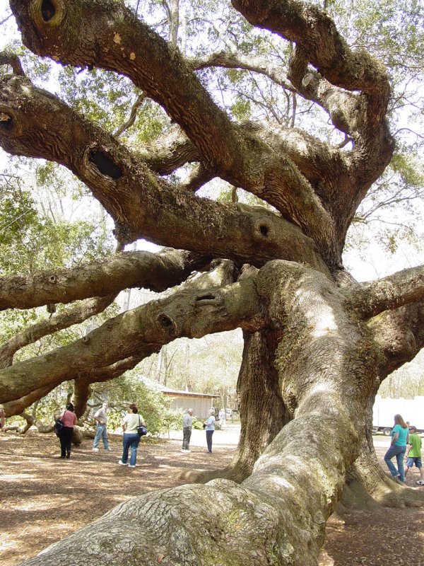 Angel Oak