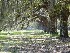Boone Hall Plantation Trees