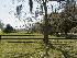 Boone Hall Plantation