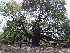Angel Oak
