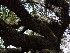 Angel Oak
