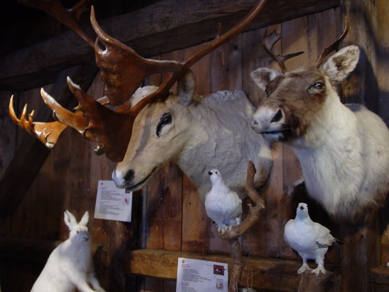 Québec Wildlife Museum