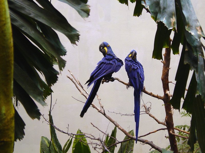 Exotic Birds