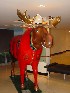 RCMP Moose