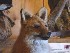 Québec Wildlife Museum