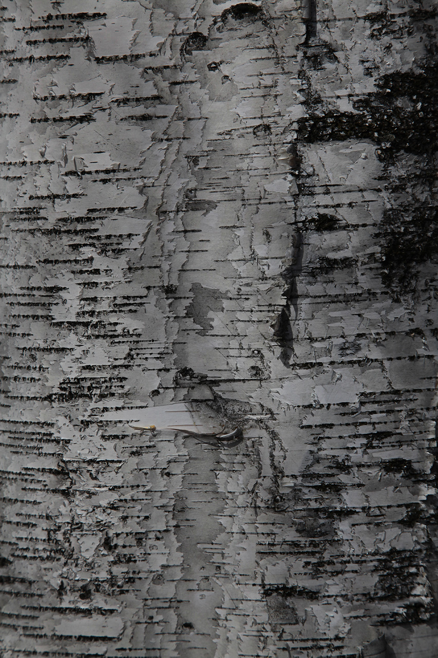 Silver Birch