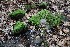 Moss