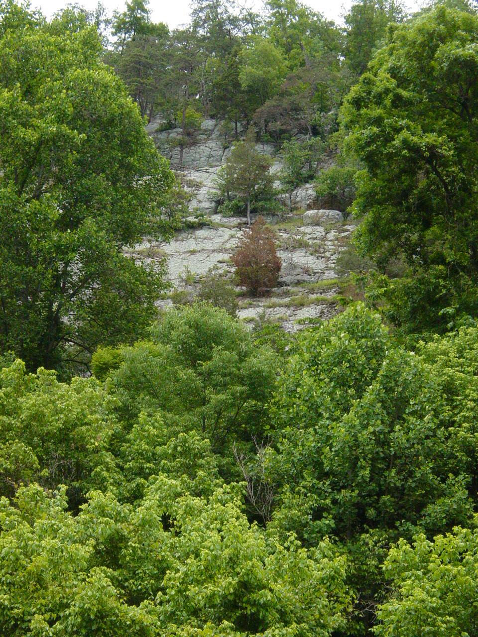 River Bank near McNeill's Public Launch - Click to Enlarge