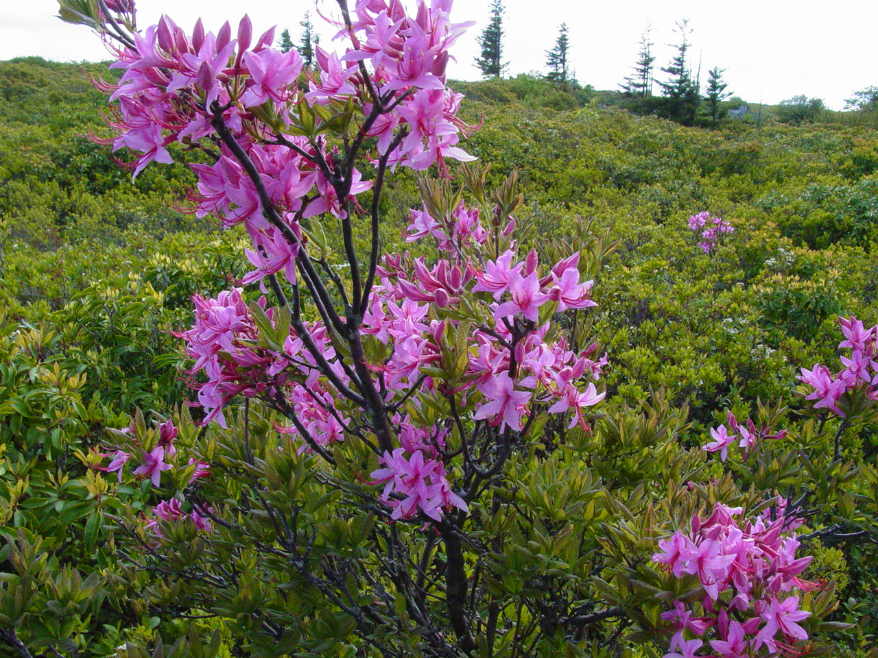 Dolly Sods - Click to Enlarge