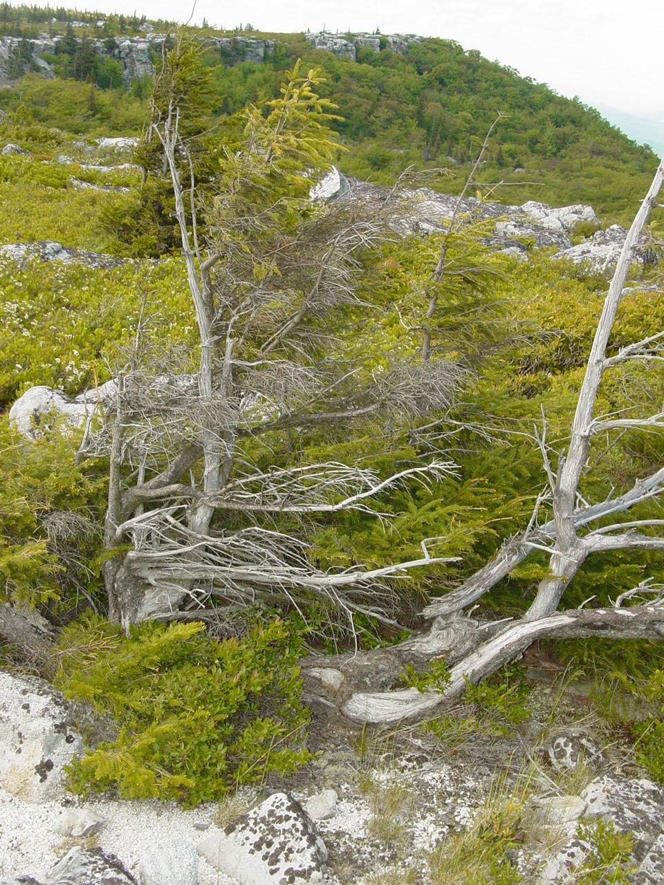 Dolly Sods - Click to Enlarge