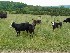 Cattle on the road to McNeill's Public Launch