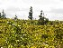 Dolly Sods