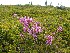 Dolly Sods