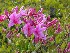 Dolly Sods