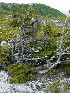 Dolly Sods