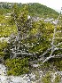 Dolly Sods
