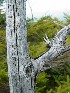 Dolly Sods