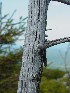 Dolly Sods