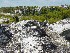 Dolly Sods