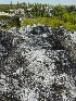 Dolly Sods