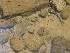 Tadpoles (with legs)