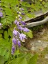 Flowers at Beckley Youth Museum of Southern West Virginia