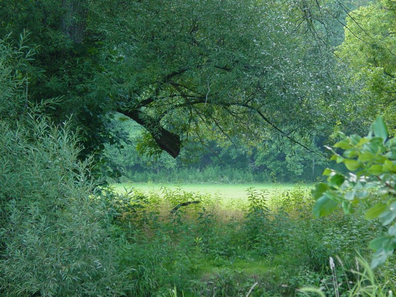 Near Whiteley Creek