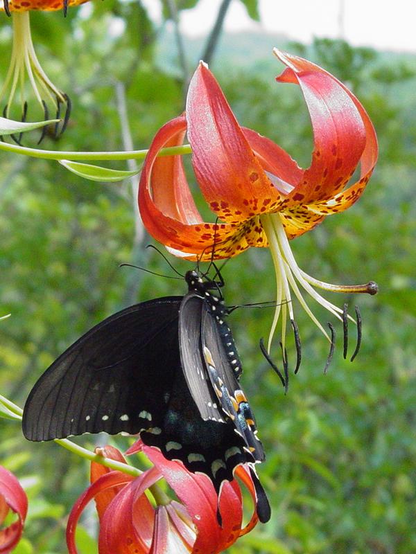 More Flowers and Butter Flys - Click to Enlarge