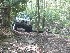 Bush Crawling