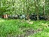 Jeeps in the Clearing