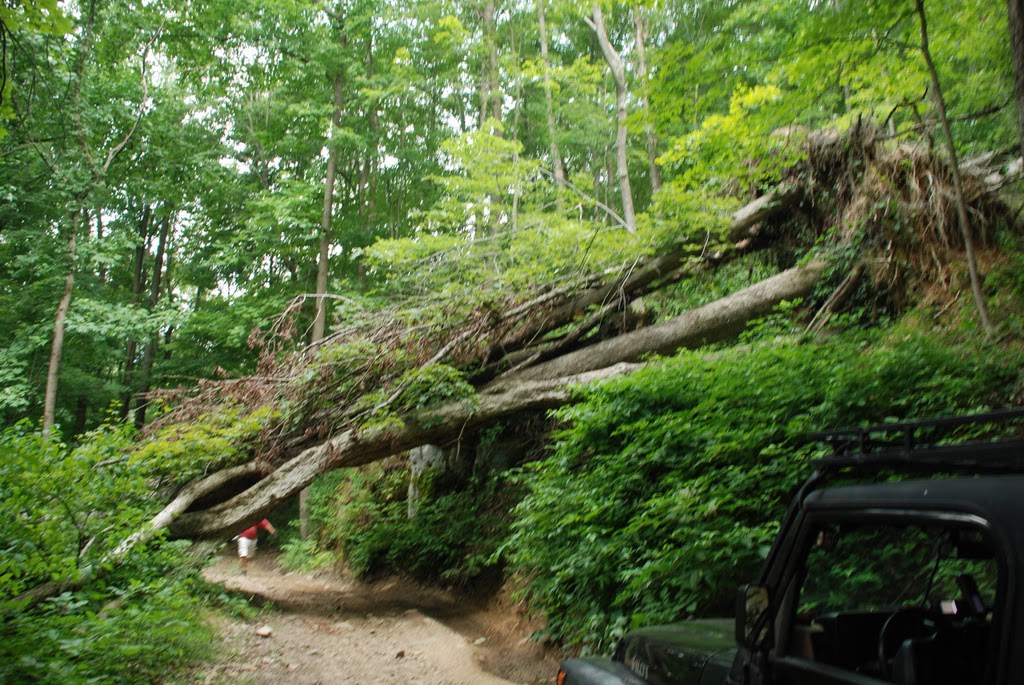 Fallen Timber on Beaver Hollow Rd
