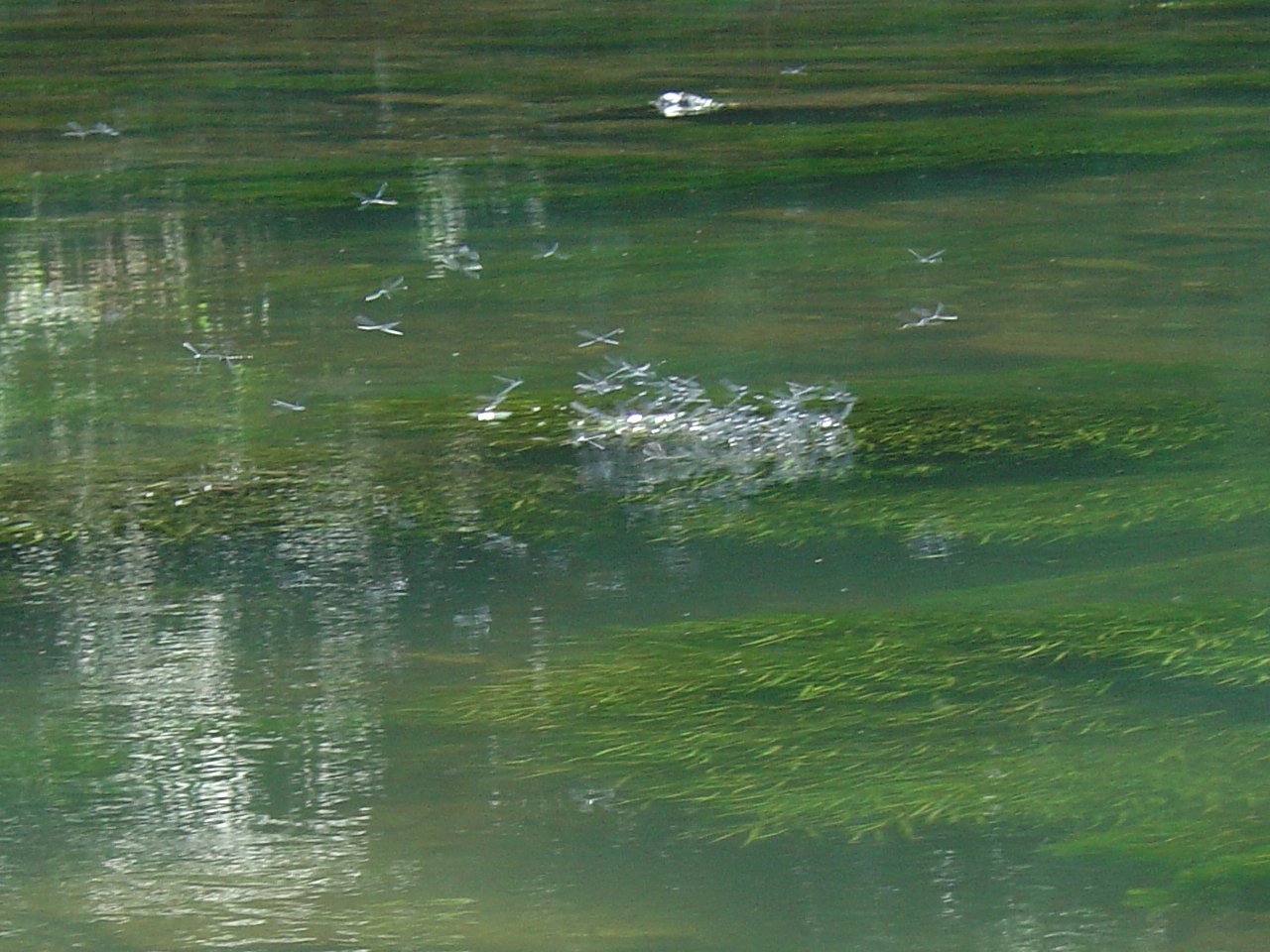 Dragon Flies