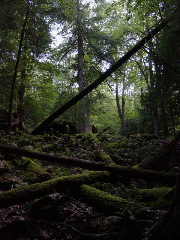 Mossy Fallen Trees