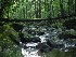 Laurel Fork stream