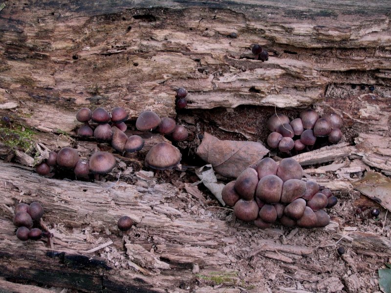 Mushrooms in White Rock Hollow - Click to Enlarge