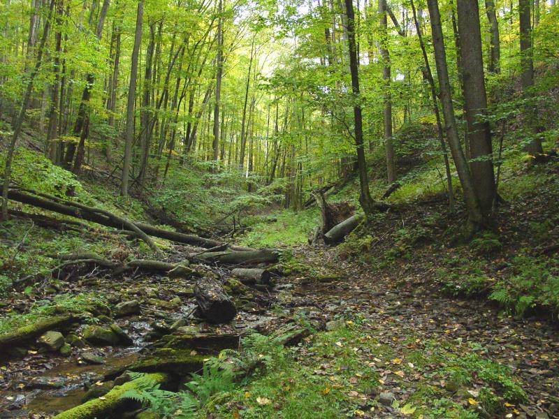 Reverie Trail to Tecumseh Falls