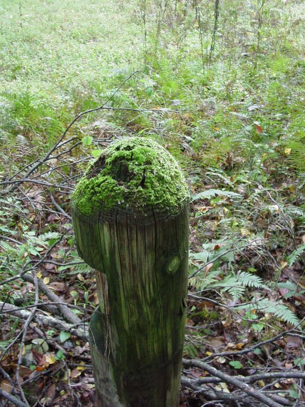 Sign Post for Dreamer's Meadow? - Click to Enlarge