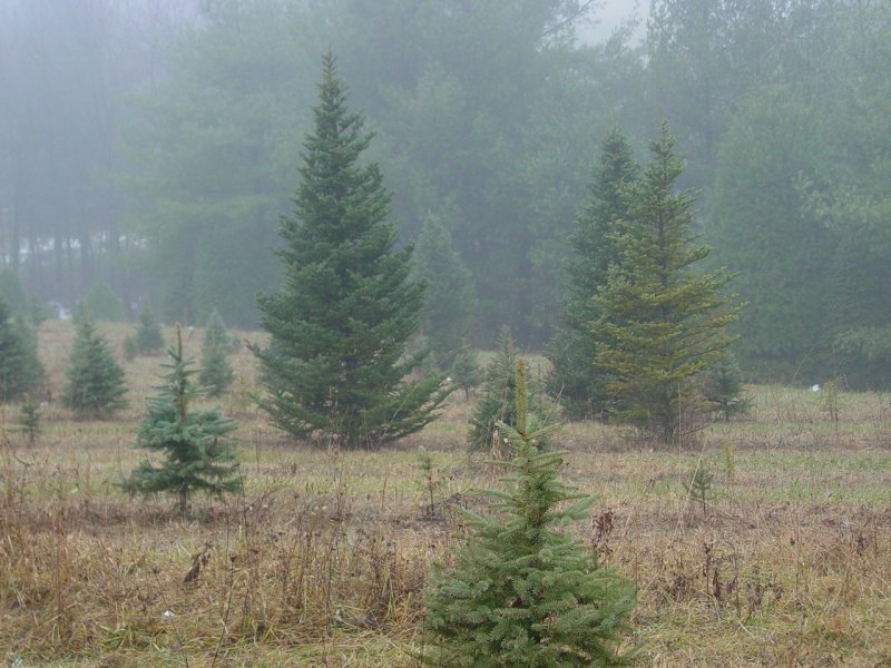 Off in the distant mist we spy a tree...