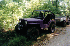 Purple Willys