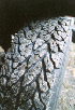 Pirelli Scorpion