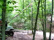 Movie: mov05659.mpg Tree Down