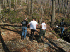 Clearing fallen wood