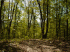 Trail