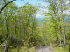 Trail