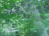 Trail