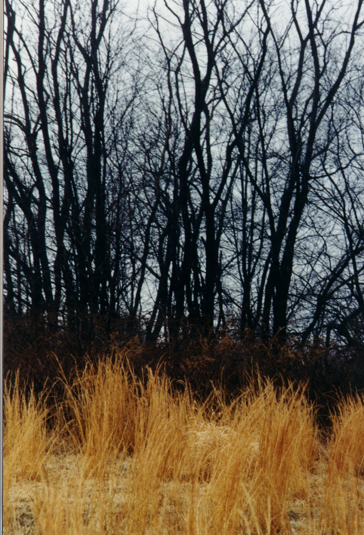 Washington Grove Fields